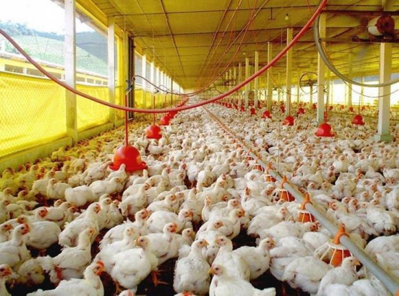 Gobierno dispone programa de pignoración por excedente de producción de pollos